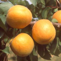 Apricot tree 'Bergeron'